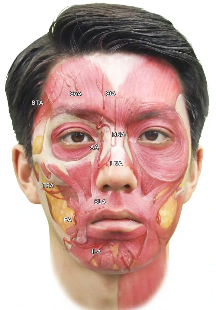 آناتومی ناحیه دهان فک و صورت