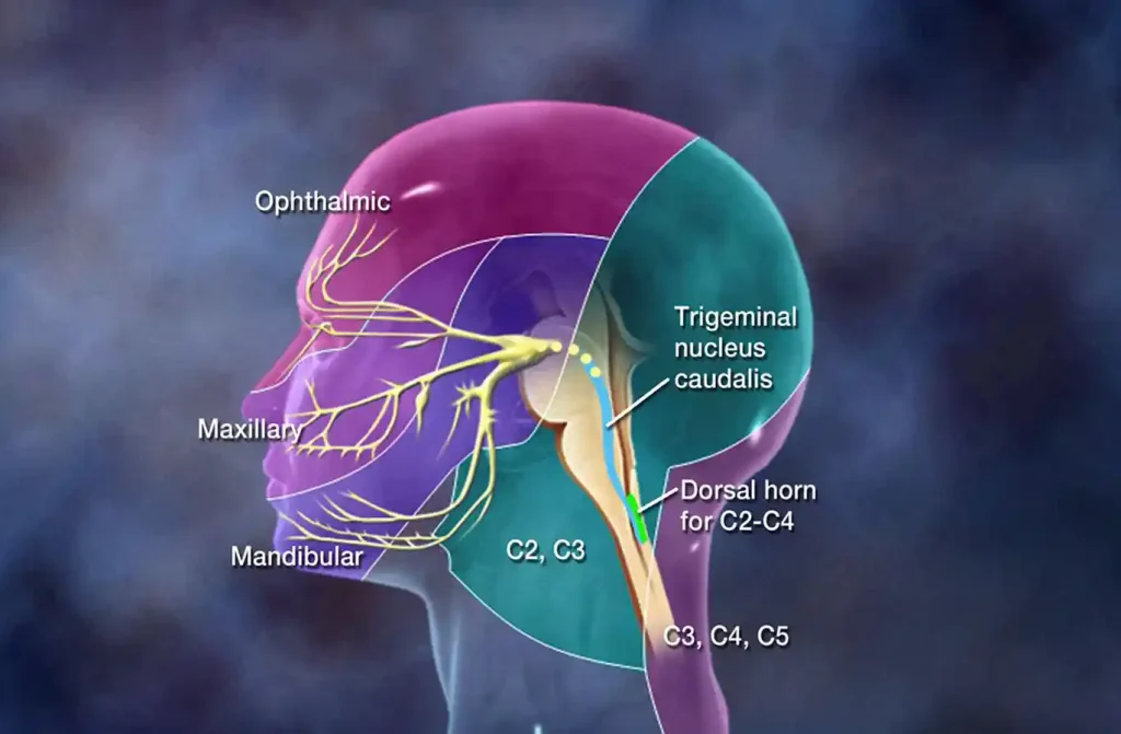 طبقه‌بندی دردهای دهان و فک و صورت